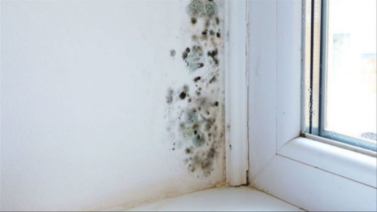 ¿Cómo extraer la humedad del baño? | Prevenga enfermedades y Moho